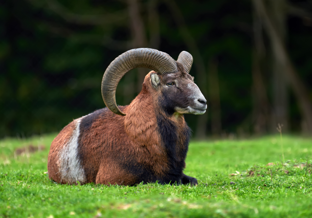 About us goat picture